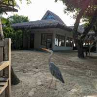 Excellent resort