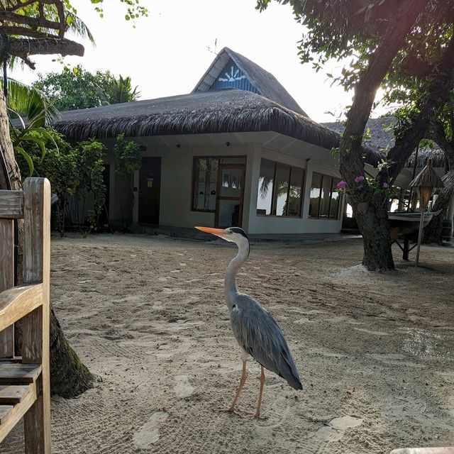 Excellent resort
