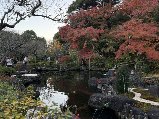 「花の寺」感受四季變遷的鎌倉長谷寺 #東京近郊