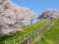 【埼玉県】SNS人気に！古墳の上に咲く桜の木「さきたま古墳」