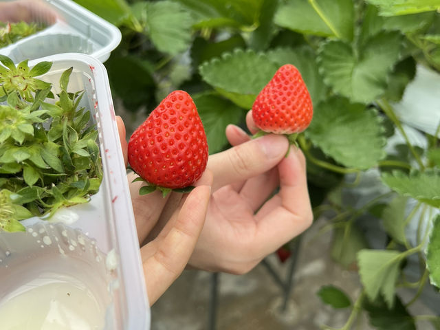 【岐阜県山県市でいちご狩り🍓】