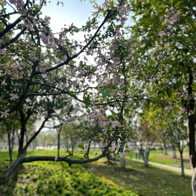 比日本櫻花更美🌸🌸武漢小眾賞櫻地點🤫