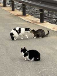 【福岡 相島】世界6大猫スポットで猫と触れ合う！