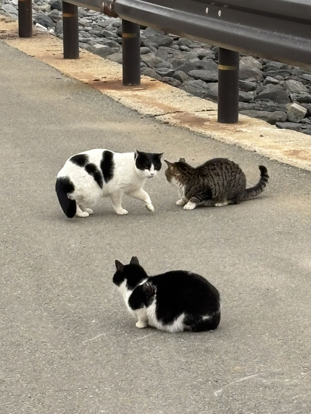 【福岡 相島】世界6大猫スポットで猫と触れ合う！