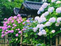 春にはツツジが満開！ 🌸
