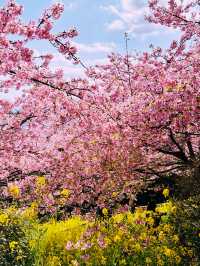 春日嵯峨山苑遊記 帶來心中的悸動💗