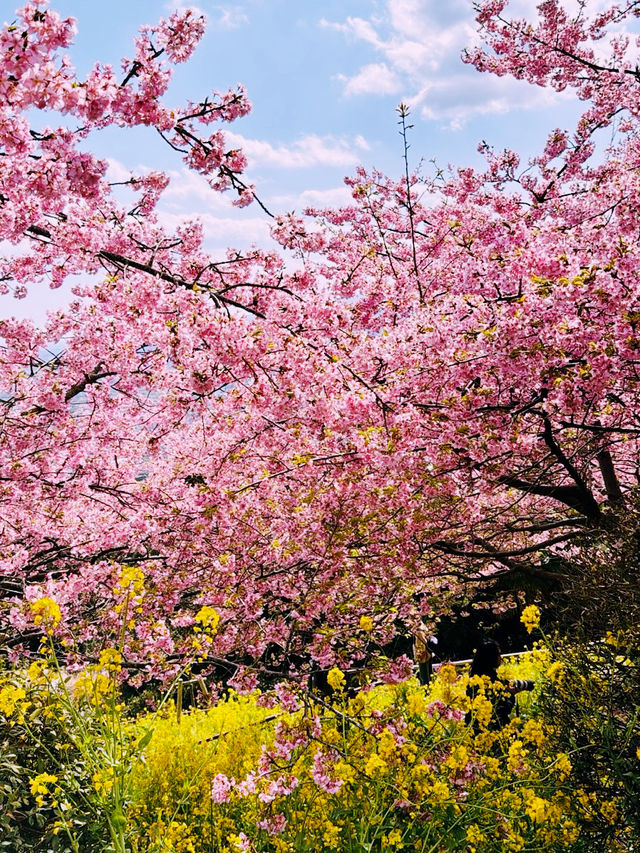 春日嵯峨山苑遊記 帶來心中的悸動💗