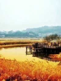 Suncheon Bay Wetland Reserve 