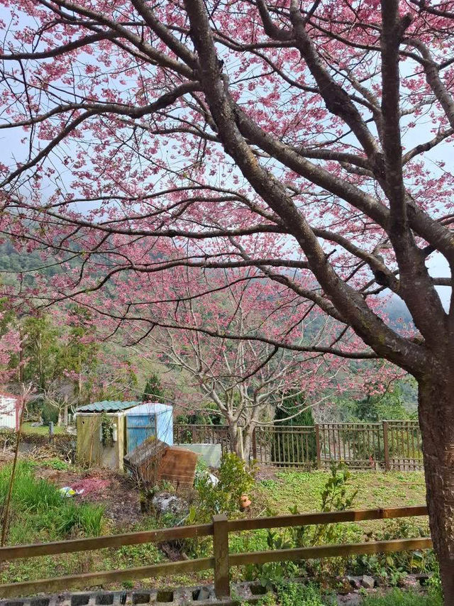 觀雲休閒農莊賞櫻美景