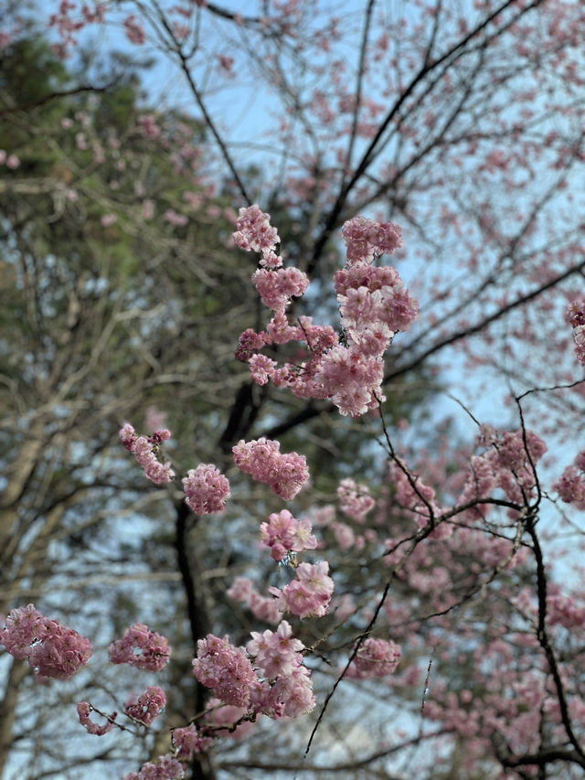 武陵農場櫻花季