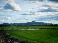 ชมวิวทุ่งนาเด่นชัย 🌾🍚