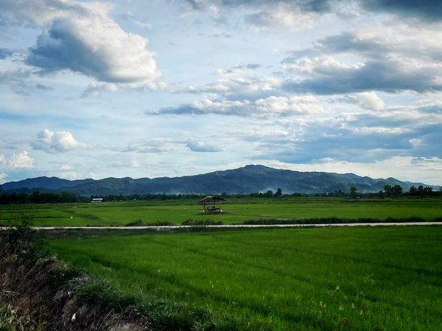 ชมวิวทุ่งนาเด่นชัย 🌾🍚