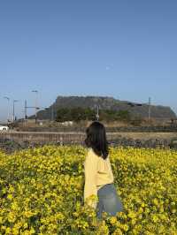 성산 유채꽃 단지, 봄날의 노란 물결🌼