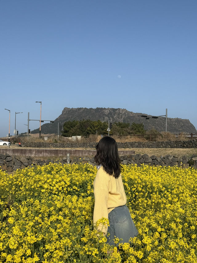 성산 유채꽃 단지, 봄날의 노란 물결🌼