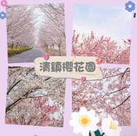 清鎮櫻花園•夢幻櫻花大道