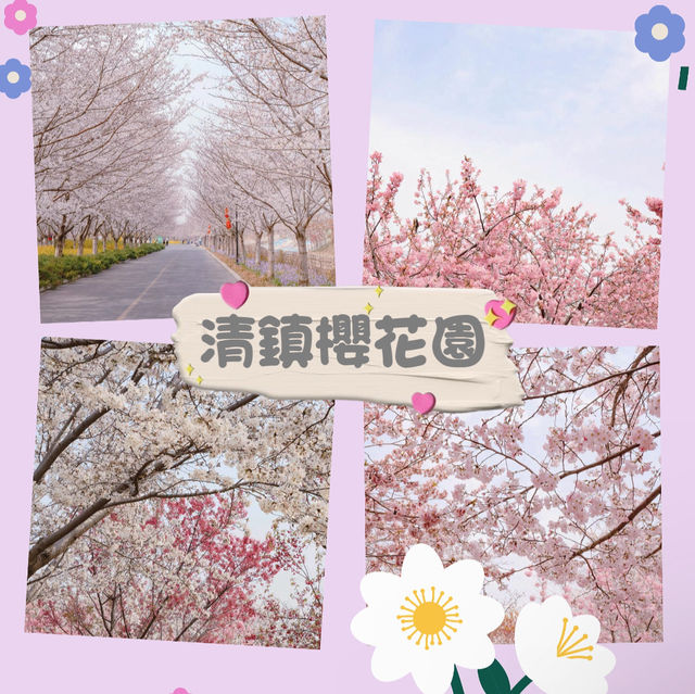 清鎮櫻花園•夢幻櫻花大道