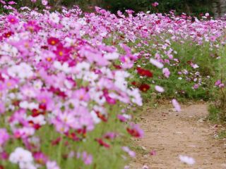 The Cosmos Flower Festival at Han River Citizen Park in Guri