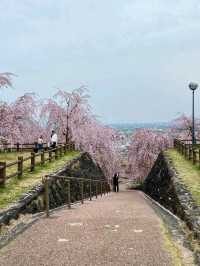 桜が有名なお花見スポット