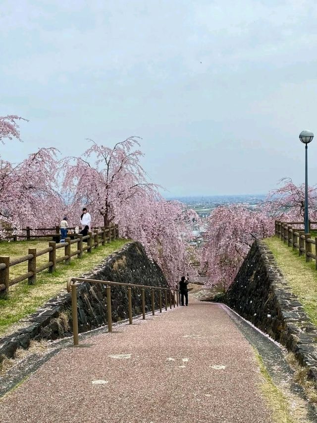 桜が有名なお花見スポット