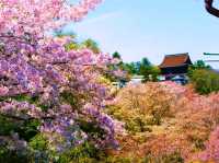 奈良吉野山，200種、3萬株櫻海盛開滿山浪漫！