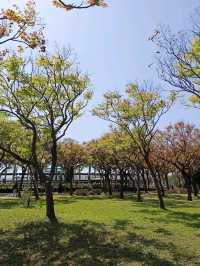 台中沙鹿鎮立公園公園旁的大型籃球場成為年輕人聚集的熱點