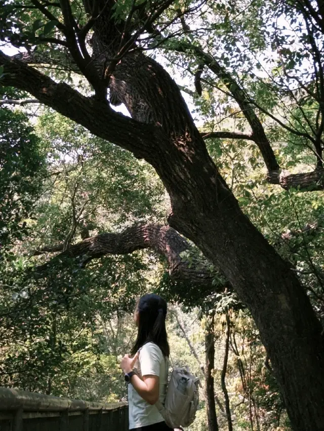 港島隱藏版綠野仙蹤！新手3小時穿越：漁村水塘→中環摩登大樓📌