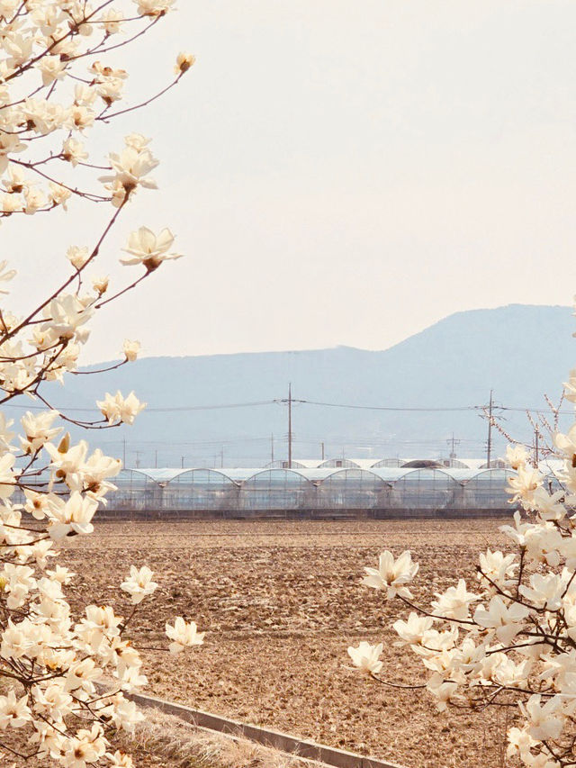 Spring Photography Amidst White Blossoms 📸🌳 