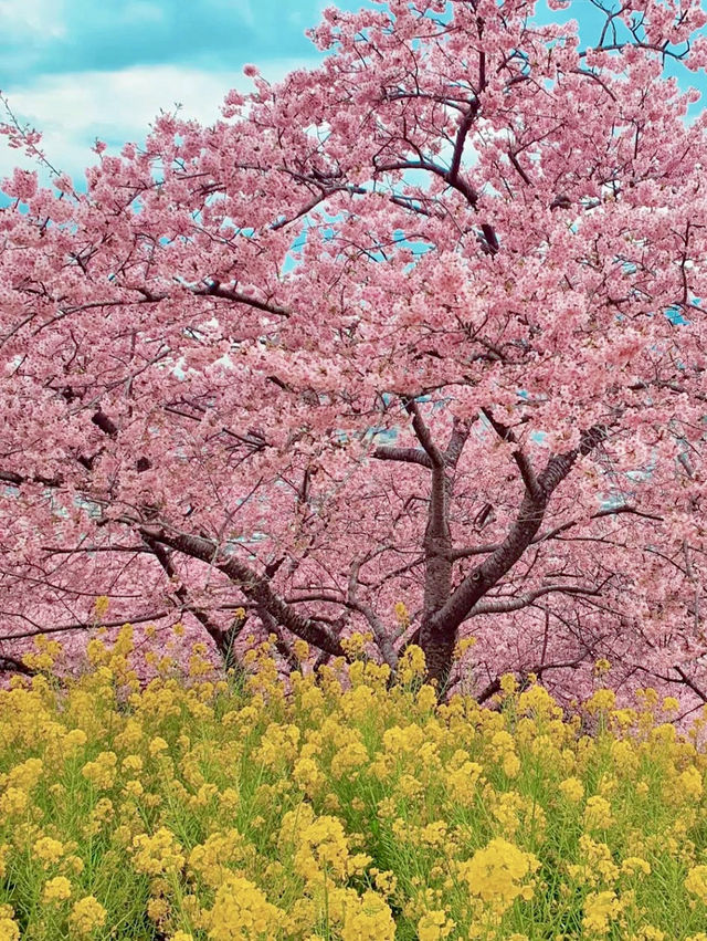 MATSUDA CHERRY BLOSSOM FESTIVAL | A PINK PARADISE IN FULL BLOOM 