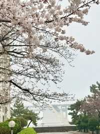 釜山｜櫻花秘境南川洞 整個社區都被櫻花樹包圍