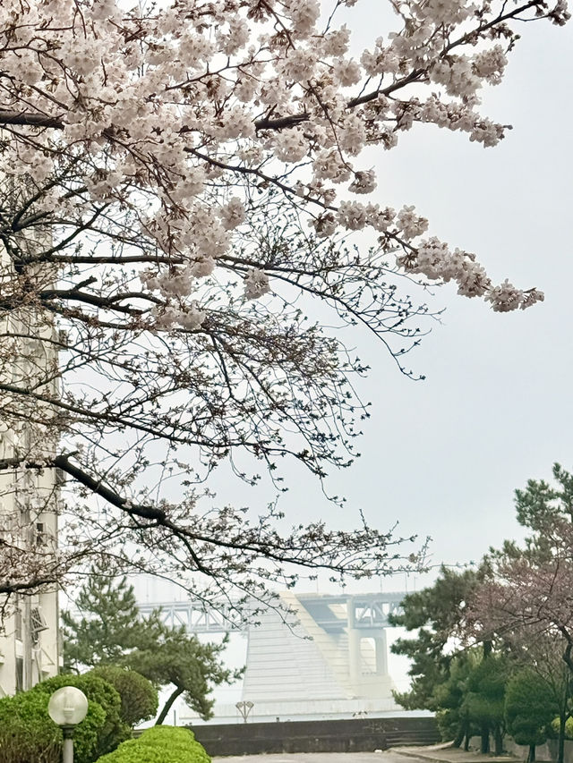 釜山｜櫻花秘境南川洞 整個社區都被櫻花樹包圍