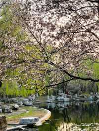 Cherry Blossom 🌸 trip to Handan