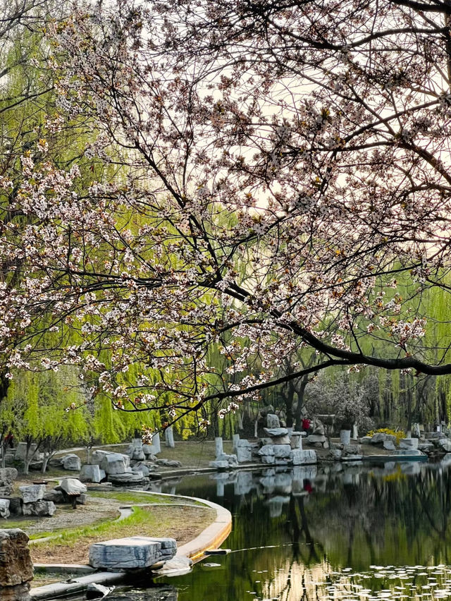 Cherry Blossom 🌸 trip to Handan