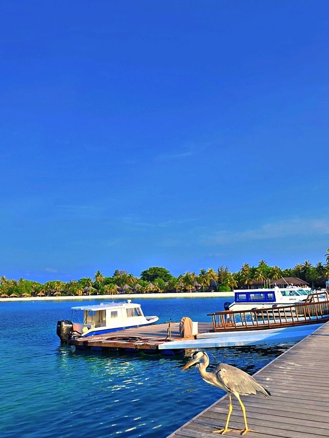 🌸 *Springtime in Kuredu – where the ocean meets paradise.*  