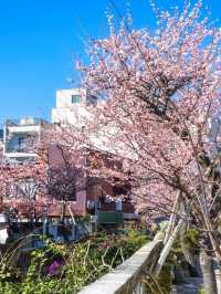 Chasing Sakura at Atami Castle