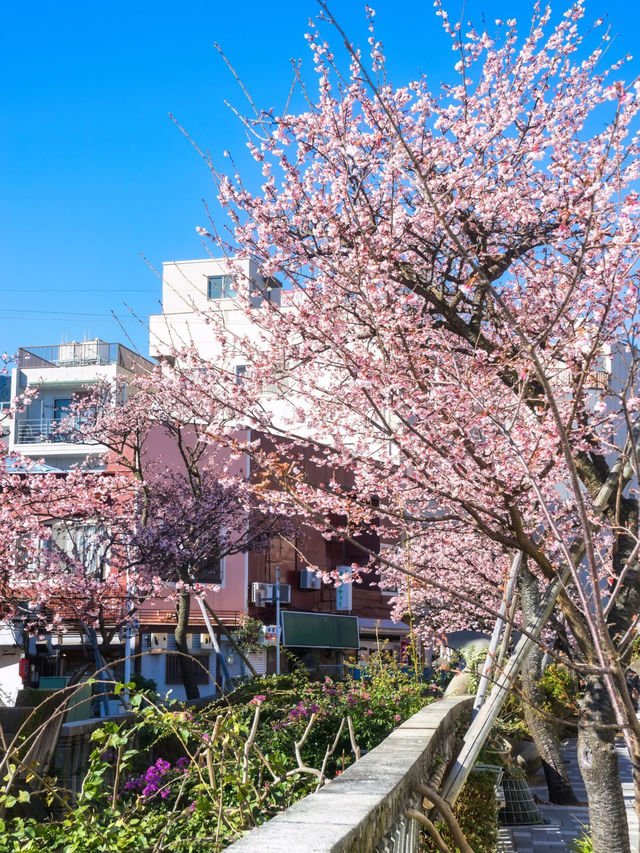 Chasing Sakura at Atami Castle