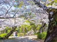 Chasing Sakura at Tsuruma Park