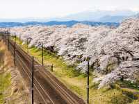 Chasing Sakura at Funaoka Castle Park