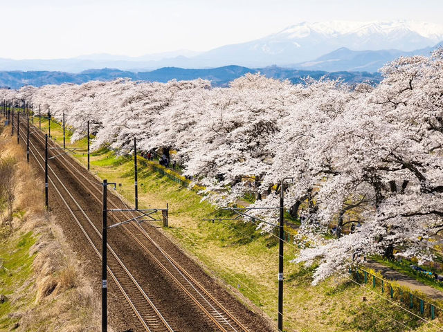 Chasing Sakura at Funaoka Castle Park