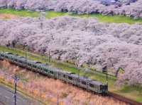 Chasing Sakura at Shibata Senokyo Bridge
