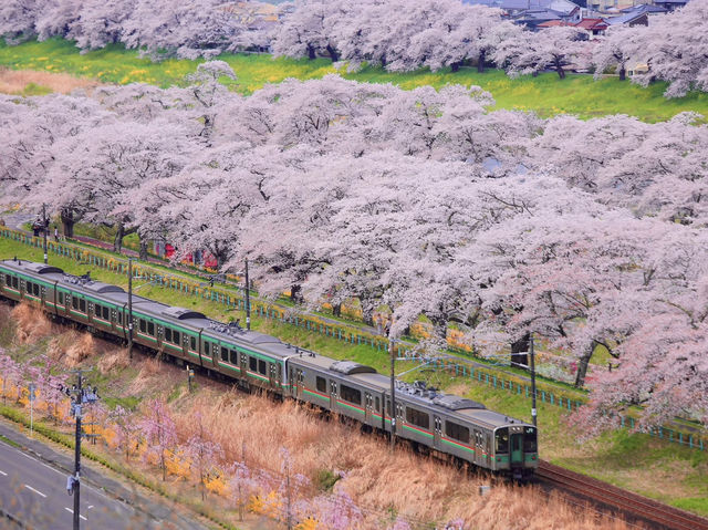 Chasing Sakura at Shibata Senokyo Bridge