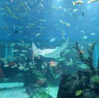 An Unforgettable Underwater Feast at Koral