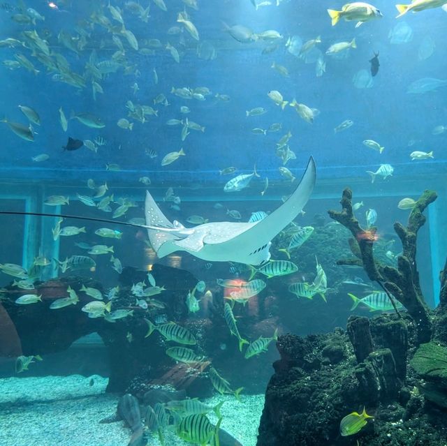 An Unforgettable Underwater Feast at Koral