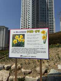 오륙도 수선화, 봄을 알리는 노란 물결 🌼🌊