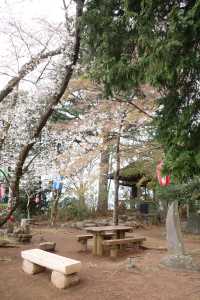 【神奈川】山日記｜桜を見ながらハイキング🥾