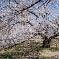 ดอกซากุระบานที่ Maizuru Park 🌸🗻🇯🇵