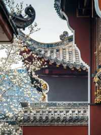 Limited-Time Romance: Wuhan's Top Magnolia Blossoms Are About to Peak! 🌸