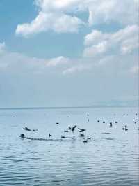 Erhai Lake: A Serene Escape into Nature and History
