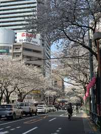 東京賞櫻攻略：中目黑、澀谷、中野、芝公園，一次蒐集所有粉嫩美景！🌸