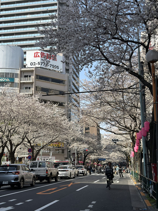東京賞櫻攻略：中目黑、澀谷、中野、芝公園，一次蒐集所有粉嫩美景！🌸