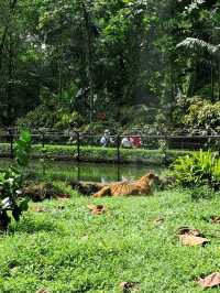 Roars, Paws & Jungle Laws – A Day at Zoo Negara